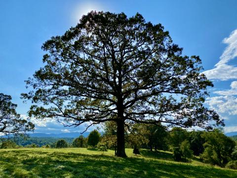 Tree Beauty beyond Autumn Historic Union County